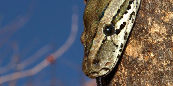 African Rock Python Python Natalensis Chobe National Park Botswana Africa — 图库照片