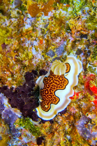 Dorid Nudibranch Coral Reef South Ari Atoll Maledivy Indický Oceán — Stock fotografie