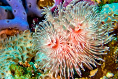 Feather Duster Worms, Tube Worm, Polychaete, Coral Reef, Bunaken National Marine Park, Bunaken, North Sulawesi, Indonesia, Asia clipart