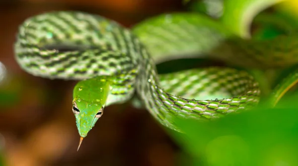緑のつるのヘビ 長い鼻の鞭のヘビ アヘトゥラ ナスタ シンハラジャ国立公園熱帯雨林 ユネスコ世界遺産生物圏保護区 スリランカ アジア — ストック写真