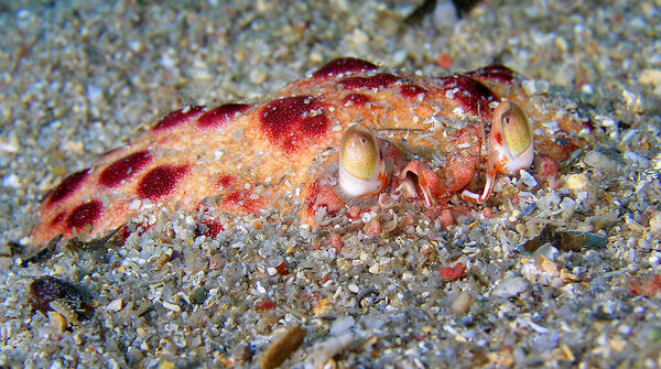 Boc Crab, Calappa granulatta, Cabo Cope Puntas del Calnegre Regional Park, Mediterranean Sea, Murcia, Spain, Europe