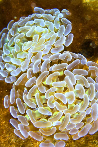 Branching Hammer Coral Euphyllia Paraancora Hammer Coral Stony Coral Branching — Stockfoto