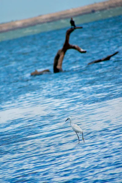 Маленькая Эгрет Эгрегарзетта Национальный Парк Каудулла Шри Ланка Азия — стоковое фото