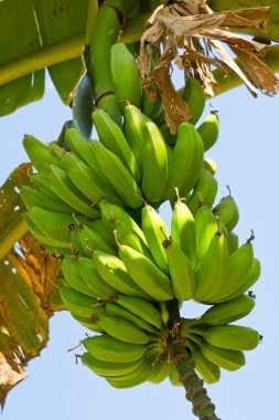 Muz ağacında olgunlaşmamış bir demet yeşil muz.
