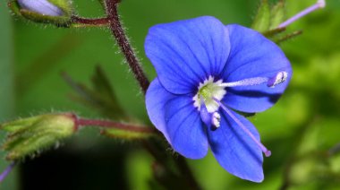 Yaban Çiçeği, Sierra de Guadarrama Milli Parkı, Segovia, Castilla y Leon, İspanya, Avrupa