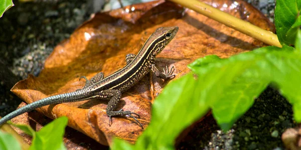 Чотирисмугастий Whiptail Lizard Ameiva Quadilineata Tropical Rainforest Corcovado National Park — стокове фото