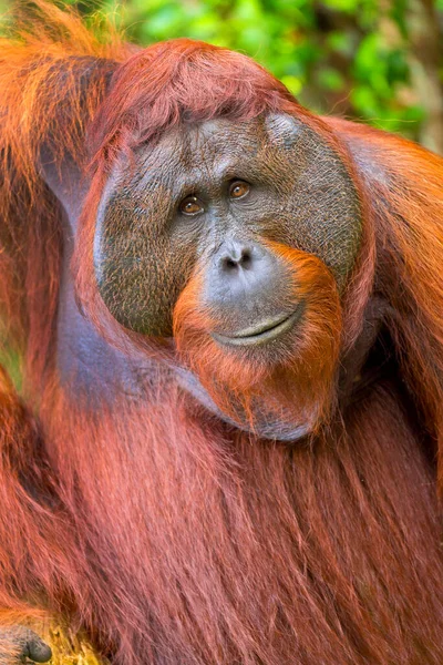 Orangutan Pongo Pygmaeus Sekonyer River Tanjung Puting National Park Kalimantan — Zdjęcie stockowe