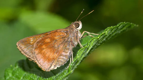 Метелик Тропічний Дощовий Ліс Національний Парк Marino Ballena Uvita Osa — стокове фото
