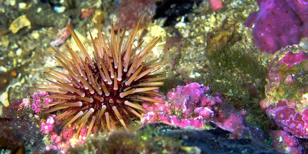 Sea Urchin Paracentrotus Lividus Cabo Cope Puntas Del Calnegre Bölge — Stok fotoğraf