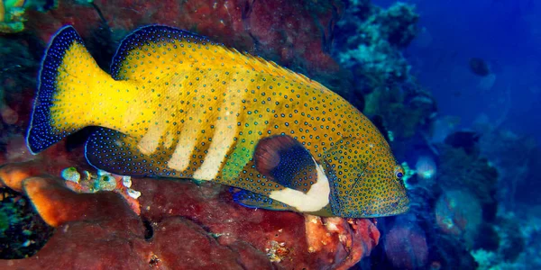 Peacock Rock Cod Cephalopholis Argus Coral Reef Bunaken National Marine — Stock Photo, Image