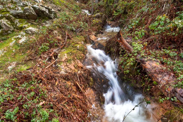 山の川 スコットパインの森 Guadarrama国立公園 セゴビア カスティーリャ レオン州 スペイン ヨーロッパ — ストック写真