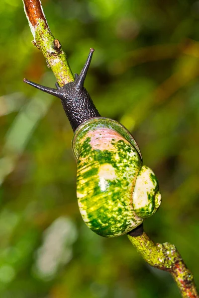 Giant Tree Snail Acavus Phoenix Sinharaja National Park Rain Forest — Φωτογραφία Αρχείου