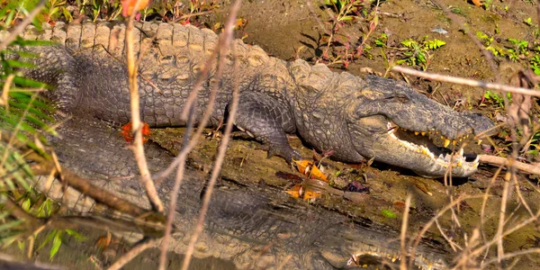 Hırsız Timsah Timsah Palustri Bataklıklar Kraliyet Bardia Ulusal Parkı Bardiya — Stok fotoğraf