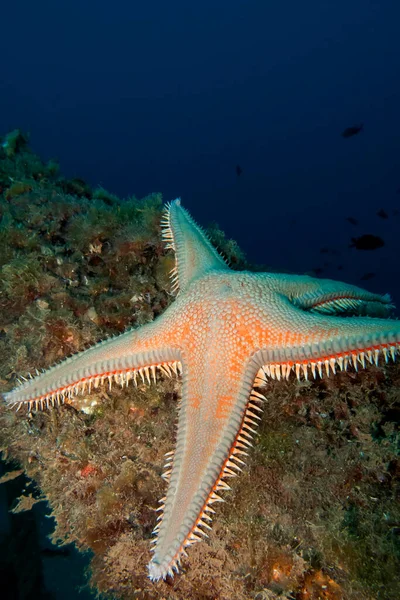 Sea Star Denizyıldızı Astropecten Cabo Cope Puntas Del Calnegre Bölge — Stok fotoğraf