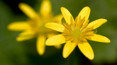 Yaban Çiçeği, Sierra de Guadarrama Milli Parkı, Segovia, Castilla y Leon, İspanya, Avrupa