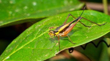 Çekirge, Sekonyer Nehri, Tanjung Puting Ulusal Parkı, Kalimantan, Borneo, Endonezya