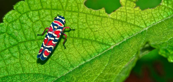 Bug Hemiptera Floresta Tropical Costa Rica América Central América — Fotografia de Stock