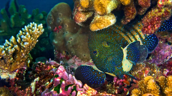 Peacock Rock Cod Cephalopholis Argus Coral Reef South Ari Atoll — Foto de Stock