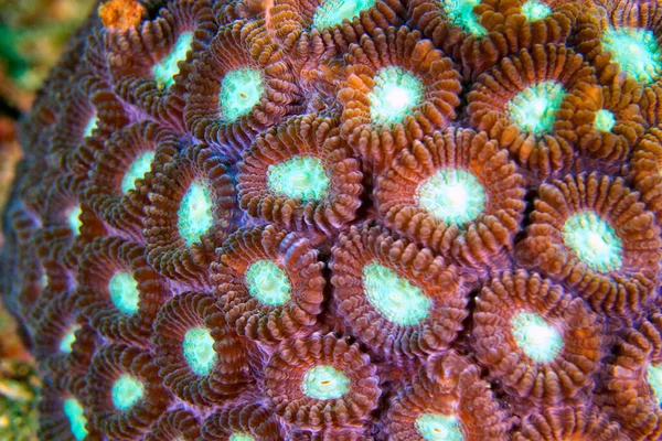 Findlingskorallen Riffbaukorallen Steinkorallen Verzweigende Korallen Korallenriffe Lembeh Nordsulawesi Indonesien Asien — Stockfoto