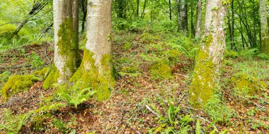 Caviedes Kıyı Kayın Ormanı, Corona Dağı, Oyambre Doğal Parkı, Cantabria, İspanya, Avrupa