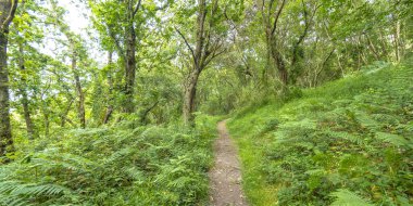 Orman, Pimiango, Ribadedeva, Asturias, İspanya, Avrupa