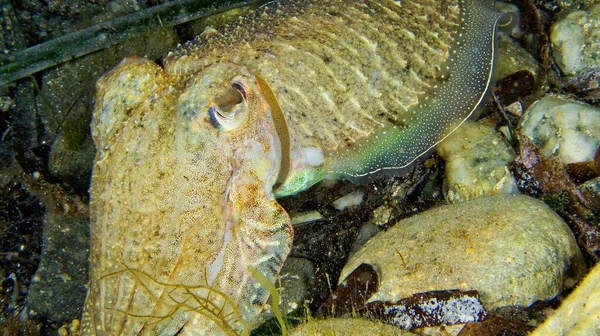 Tintenfische Sepia Officinalis Regionalpark Cabo Cope Puntas Del Calnegre Mittelmeer — Stockfoto