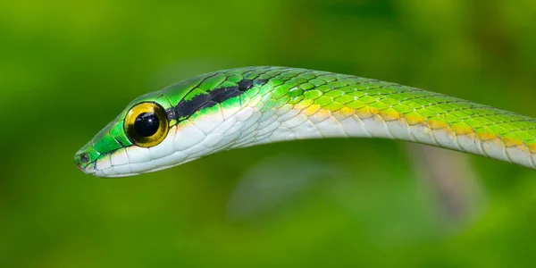 Serpiente Loro Serpiente Loro Satinado Leptophis Depressirostris Selva Tropical Parque —  Fotos de Stock
