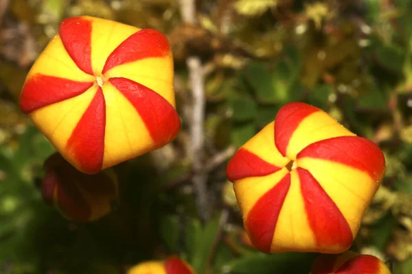 Wild Flower Národní Park Cajas Provincie Cuenca Ekvádor Jižní Amerika — Stock fotografie