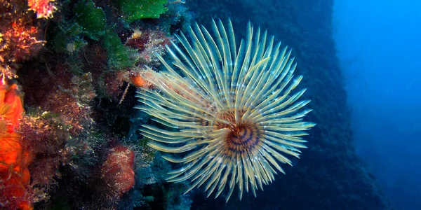 Tubewom ファンのワーム Spirographi Spirographis Spallanzani Feather Duster Worms Tube Worm — ストック写真