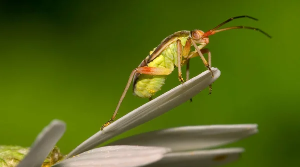 Bug Hemiptera Sierra Guadarrama National Park Segovia Castilla Leon Spain — Stock Photo, Image