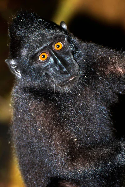 Macaque Celebes Crested Macaque Crested Black Macaque Macaca Nigra Tangkoko — Foto Stock