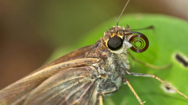 Schmetterling Nationalpark Corcovado Naturschutzgebiet Osa Halbinsel Osa Costa Rica Mittelamerika — Stockfoto
