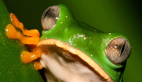 Tiger Striped Leaf Frog Callimedusa Tomopterna Rainforest Napo River Basin — 图库照片