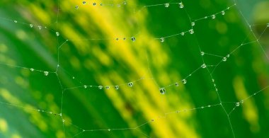 Net Damlalar, Sierra de Guadarrama Ulusal Parkı, Segovia, Castilla y Leon, İspanya, Avrupa