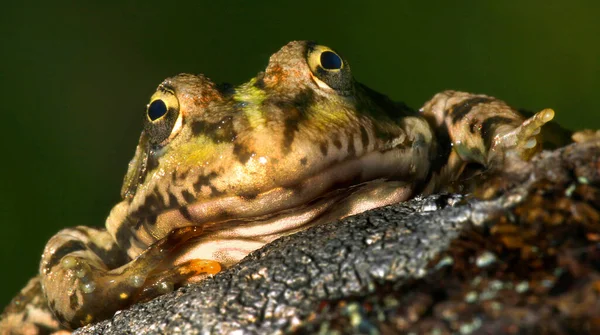 Perezova Žába Iberská Vodní Žába Pelophylax Perezei Národní Park Sierra — Stock fotografie