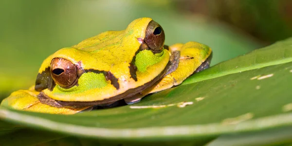 Nowa Granada Cross Banded Tree Frog Smilisca Feeota Tropikalny Las — Zdjęcie stockowe