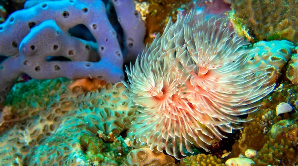 Feather Duster Worms Tube Worm Polychaete Bunaken National Marine Park — стокове фото