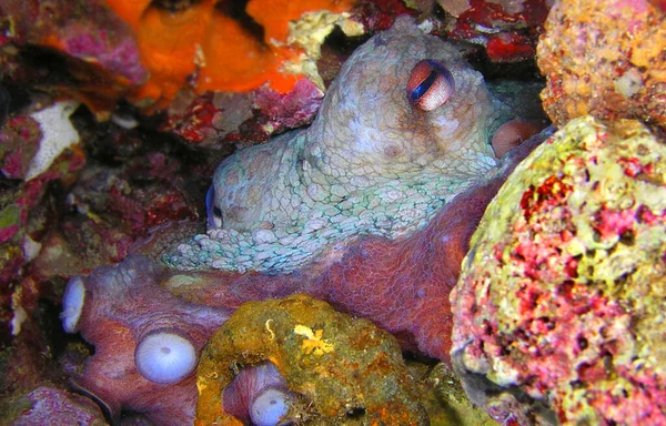 Mittelmeer Krake Oktopus Vulgaris Regionalpark Cabo Cope Puntas Del Calnegre — Stockfoto