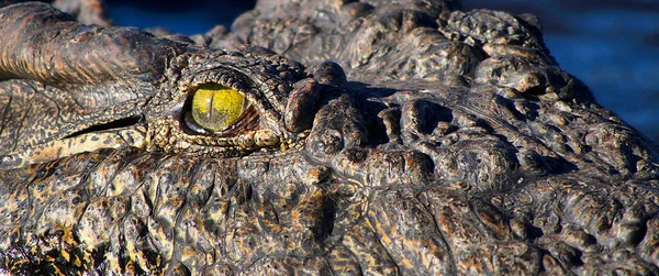 Nile Crocodile Crocodylus Niloticus Chobe River Chobe National Park Chobe — 스톡 사진