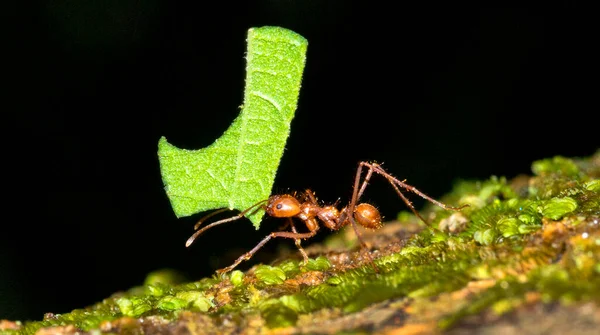 Yaprak Kesen Karınca Tropikal Yağmur Ormanı Marino Ballena Ulusal Parkı — Stok fotoğraf