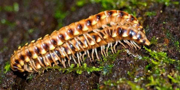 Milípede Diplopoda Floresta Tropical Parque Nacional Marino Ballena Uvita Osa — Fotografia de Stock