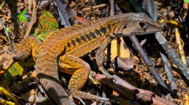 Gökkuşağı Ameiva, Kıvrık Kuyruk, Ameiva undulata, Kertenkele, Corcovado Ulusal Parkı, Osa Koruma Alanı, Osa Yarımadası, Kosta Rika, Orta Amerika, Amerika