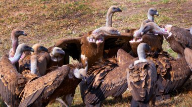 Griffon Vulture, Gyps fulvus, Monfrague Ulusal Parkı, SPA, ZEPA, Biyosfer Rezervi, Caceres Eyaleti, Extremadura, İspanya, Avrupa