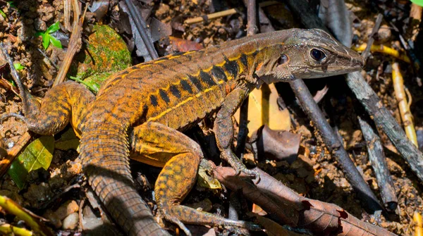 Rainbow Ameiva Barred Whiptail Ameiva Undulata Lagarto Parque Nacional Corcovado — Fotografia de Stock