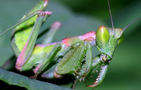 Praying Mantis, European mantis, Sierra de Guadarrama National Park, Segovia, Castilla y Leon, Spain, Europe