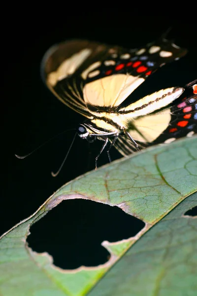 Motyl Tropikalny Las Tropikalny Dorzecze Napo Amazonia Ekwador Ameryka — Zdjęcie stockowe