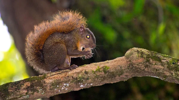 Bunthörnchen Sciurus Variegatoides Tropischer Regenwald Corcovado Nationalpark Osa Schutzgebiet Halbinsel — Stockfoto