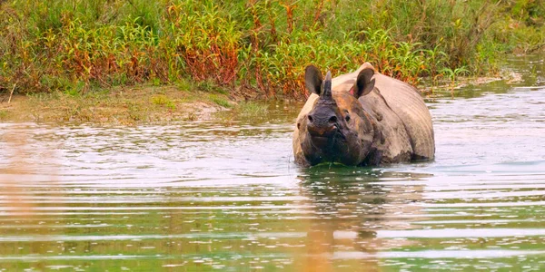 Великий Однорогий Rhinoceros Indian Rhinoceros Asian Rhino Rhinoceros Unicornis Wetlands — стокове фото