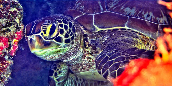 Green Sea Turtle Chelonia Mydas Coral Reef Bunaken National Marine — Stock Photo, Image