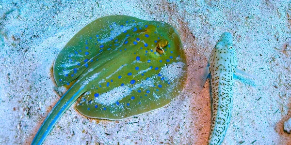 Blue Spotted Ribbontail Ray Taeniura Lymma Barriera Corallina Mar Rosso — Foto Stock